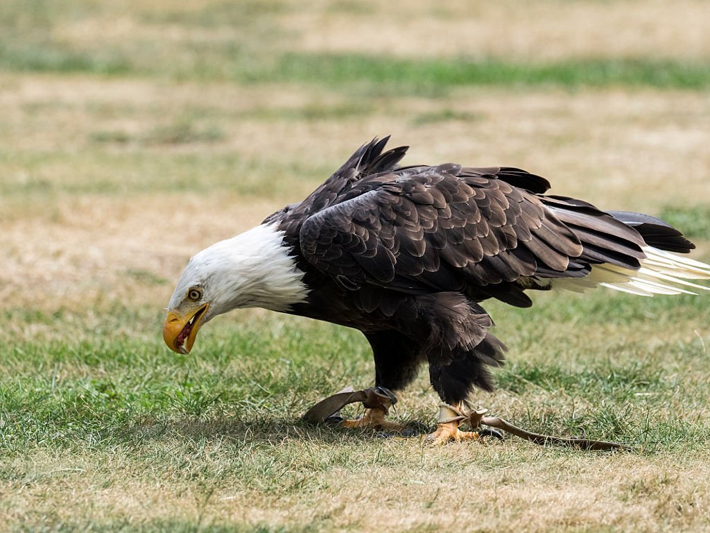 It Is Illegal To Eat Eagle Meat