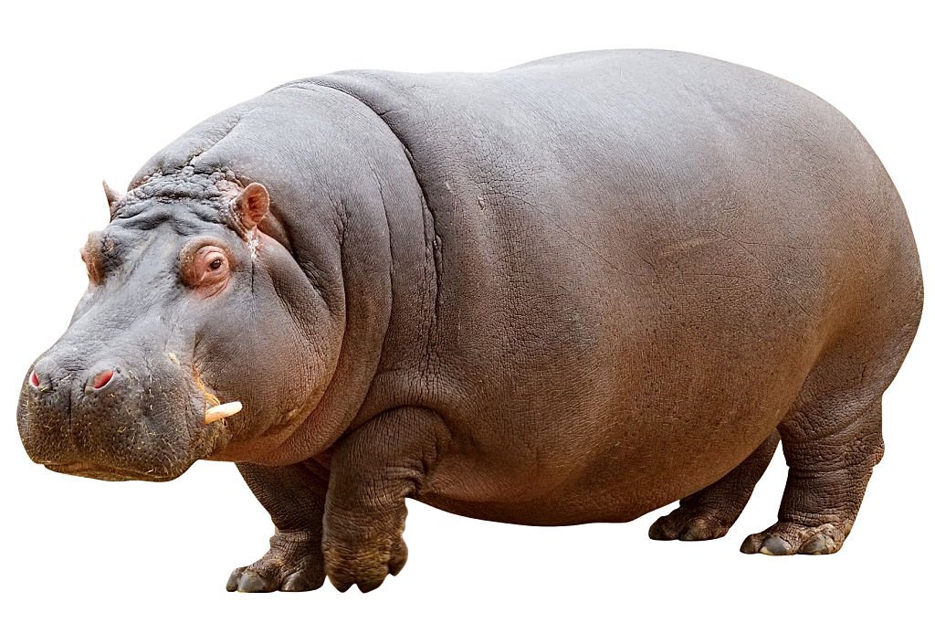 What Does Hippopotamus Taste Like